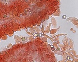 Entoloma coloradense image