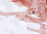 Entoloma coloradense image