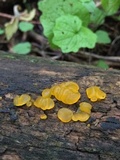 Dacrymyces capitatus image