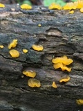 Dacrymyces capitatus image