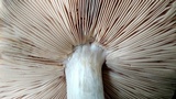Pluteus petasatus image