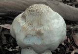 Pluteus petasatus image