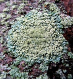 Pyxine sorediata image