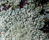 Pyxine sorediata image