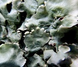 Parmotrema reticulatum image