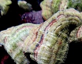 Phaeocalicium polyporaeum image