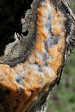 Fusicolla merismoides image