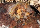 Fusicolla merismoides image