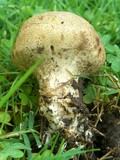 Scleroderma areolatum image
