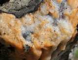 Fusicolla merismoides image