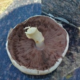 Agaricus bitorquis image