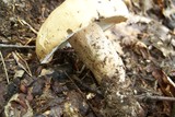 Boletus nobilis image