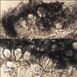 Arthothelium ruanum image