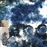Arthothelium ruanum image