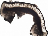 Pyxine subcinerea image