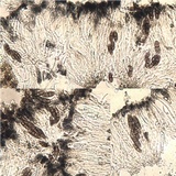 Pyxine subcinerea image
