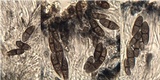 Pyxine subcinerea image
