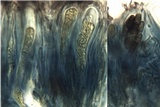 Pyxine subcinerea image