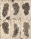 Rinodina roboris image