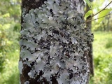 Parmotrema reticulatum image