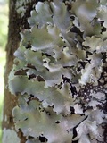 Parmotrema reticulatum image