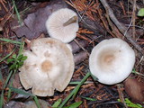 Clitocybe fragrans image