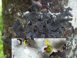 Parmotrema reticulatum image