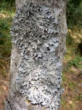 Parmotrema reticulatum image