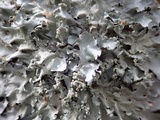 Parmotrema reticulatum image