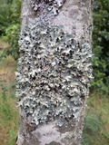 Parmotrema reticulatum image