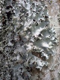 Parmotrema reticulatum image