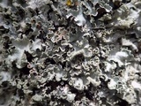 Parmotrema reticulatum image