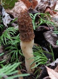 Morchella diminutiva image