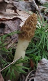 Morchella diminutiva image