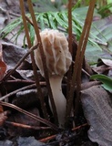 Morchella diminutiva image