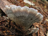Hydnellum caeruleum image