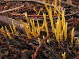 Clavulinopsis laeticolor image