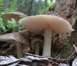 Megacollybia rodmanii image