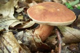Xanthoconium purpureum image
