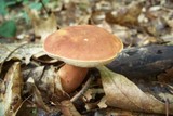 Xanthoconium purpureum image