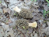 Morchella americana image