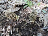 Morchella americana image