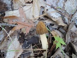 Morchella punctipes image