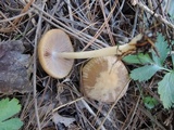 Psathyrella spadiceogrisea image