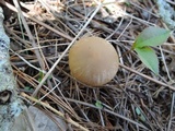 Psathyrella spadiceogrisea image
