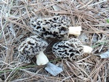 Morchella prava image