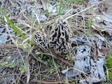 Morchella prava image