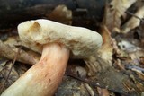Xanthoconium purpureum image
