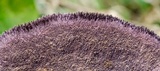 Trichaptum perrottetii image