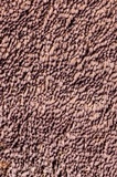 Trichaptum perrottetii image